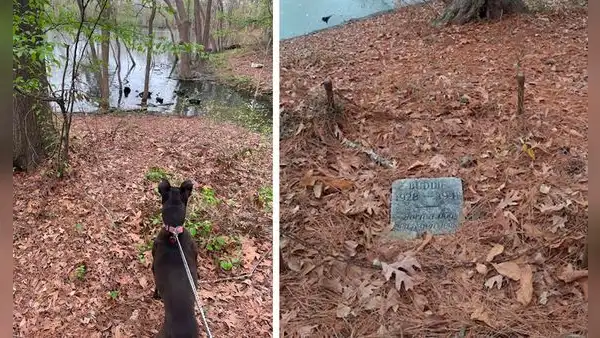 Facebook viral: joven halla la tumba de un perro de hace 80 años y se conmueve al saber su historia