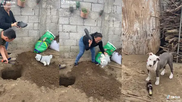 TikTok viral: usa perro de peluche para ejemplificar el ‘castigo’ que daría a su mascota por hacer travesura