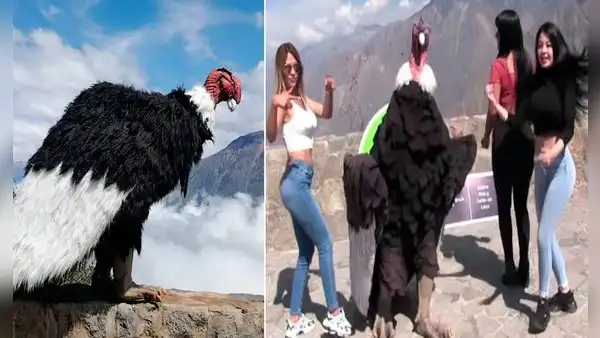El talento del ‘cóndor humano’ causa furor en el Colca y las redes sociales 