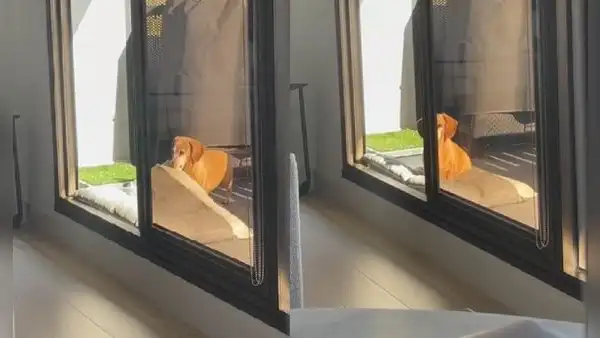 Perrito decide llevar su cama al patio de su casa para descansar mientras ‘toma el sol’