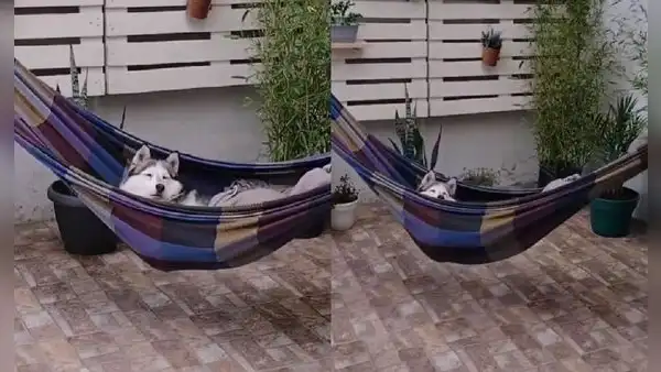 Joven encuentra a su perro descansando en la hamaca que instaló en el patio de su casa