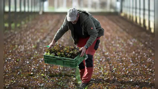 FAO: producción agrícola de Latinoamérica crecerá un 12% en la próxima década