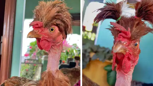 Joven hace divertidos peinados a su gallina y se vuelve ‘famosa’ en TikTok