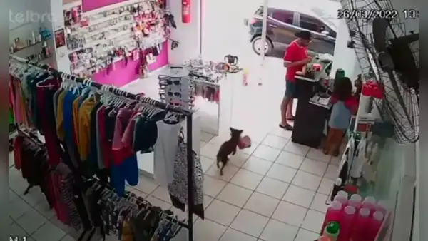 Cámara de seguridad registra momento en que perrito se ‘roba’ el peluche de una tienda