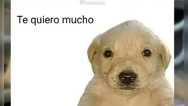 ¿Qué pasó con el perrito que protagoniza el meme “Te quiero mucho”?