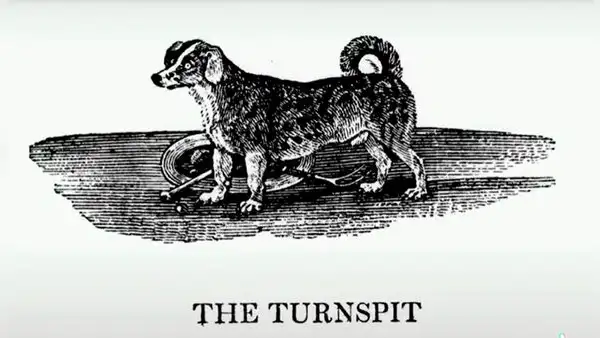 Turnspit, la historia de una raza de perro que se extinguió por culpa de la acción humana