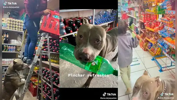 Comparte la entretenida rutina que tiene su perro dentro de su tienda y cautiva en TikTok