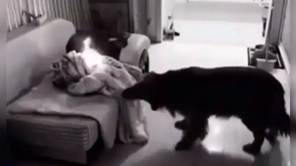 Perrito impacta al mundo tras evitar que se incendie su casa mientras estaba solo