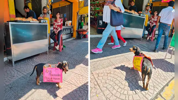 Vendedor coloca a su perro curiosos carteles para atraer la atención de sus clientes