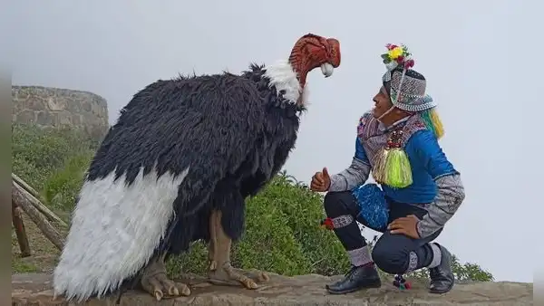 ¿Quién está detrás del ‘Cóndor humano’, el personaje que causa furor en el Valle del Colca?