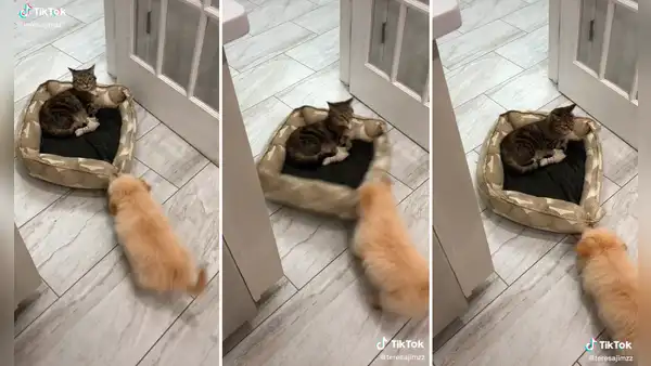 Perro no quiere compartir su cama e intenta sacar a un gato que se había apoderado de ella