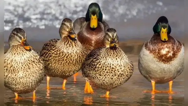 ¿Qué significa soñar con patos? Conoce su real significado