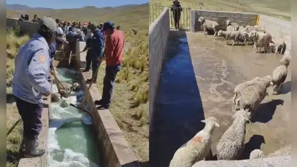 Conoce la práctica ganadera “baño de inmersión” que ayuda a desparasitar a las ovejas