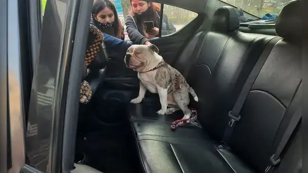 Maltrato animal en el Cercado de Lima: vecinos pedirán custodia temporal del perrito Max