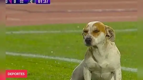 ¡No se aguantó! Perro interrumpió el partido de Colo Colo para miccionar en la cancha