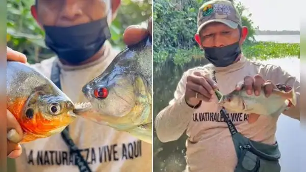 Hombre muestra lo peligrosa que podría ser la mordedura de un pez piraña 