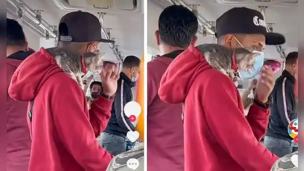 Hombre sube al bus con su gatito en el hombro y conmueve a pasajeros 