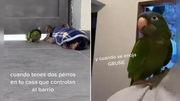 Loro ‘ladra’ junto a su amigo perruno para ahuyentar a las personas que caminan por su casa
