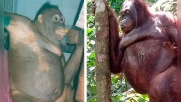 La cruel historia de Pony, la orangutana que vestían de mujer para ser prostituida 