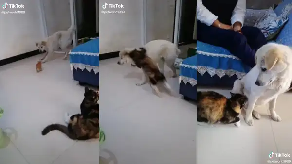 Gatita ataca a un perro al pensar que atacó a su cría, pero luego le pide ‘disculpas’