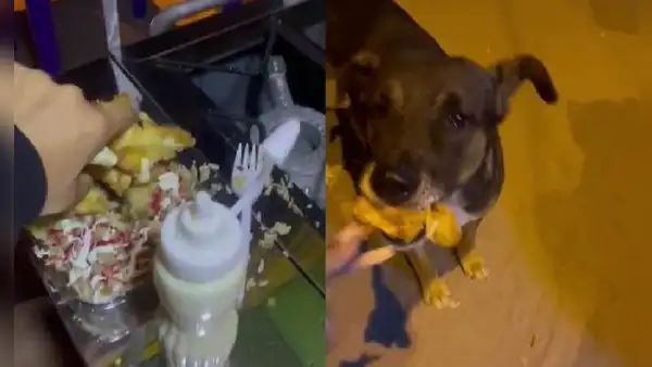 Joven le quita el pollo broaster a su amigo para dárselo a un perrito callejero
