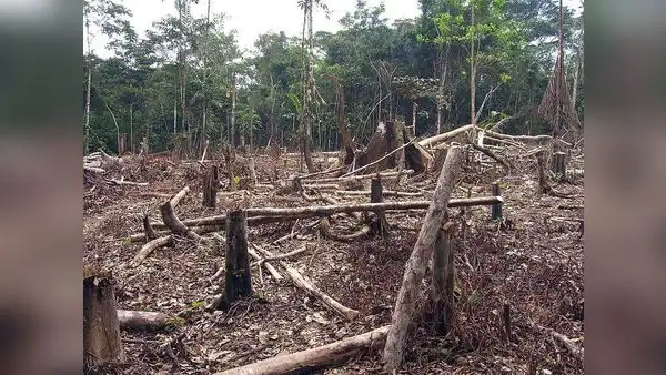 Perú perdió bosques de la Amazonía equivalentes a más de la mitad de Lima Metropolitana en 2022