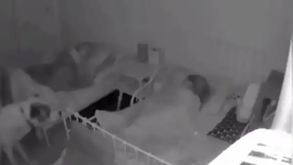 Perrito entra a las habitaciones de sus pequeños dueños para asegurarse de que estén bien