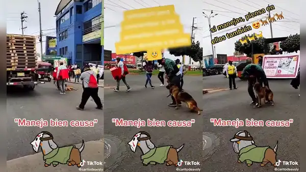 Perrito finge cojear mientras participa en marcha en defensa de los animales
