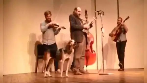 Perro despierta a tiempo para unirse a la banda de su dueño y participar de un show musical 