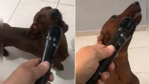 Perrito participa en karaoke de su dueña y se luce en el show con su singular ‘canto’