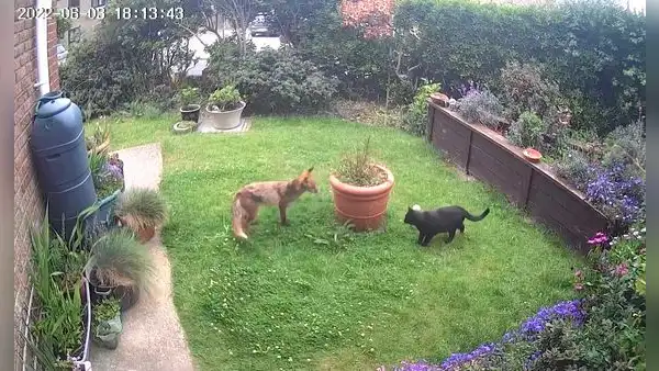 Gato encuentra un zorro en su patio, pero en lugar de asustarse se ponen a jugar a las escondidas