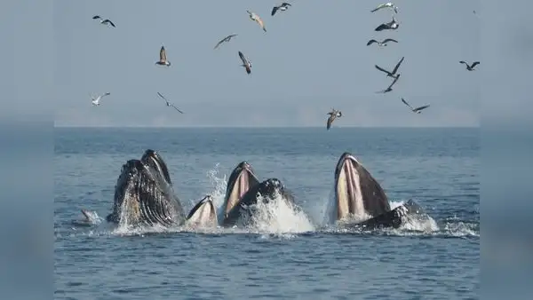 Inicia la temporada de avistamiento de ballenas en Tumbes