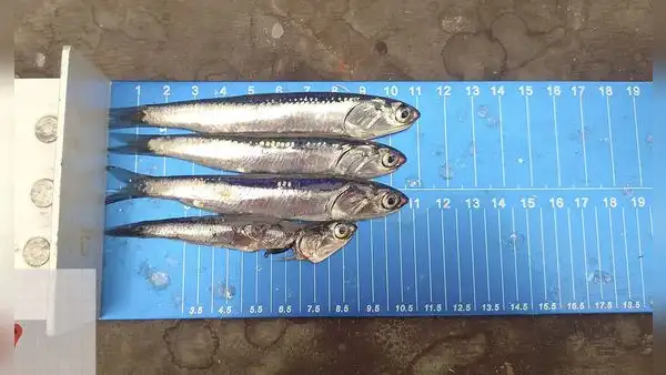 Macroconsult: PBI llegaría a -0,3% sin segunda temporada de pesca industrial