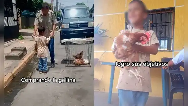 Niño deja de comer golosinas para ahorrar dinero y comprarse la gallina que quería de mascota