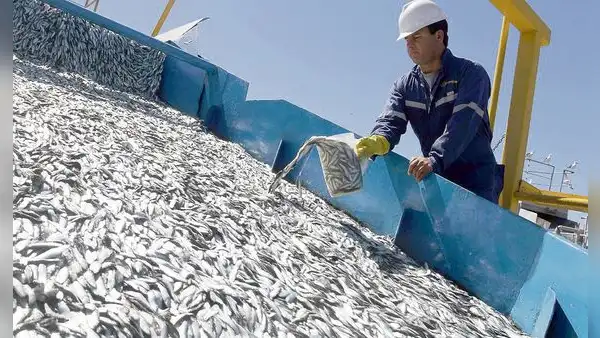 Pescadores artesanales piden reanudar extracción de anchoveta: "Están atentando contra nuestra economía"