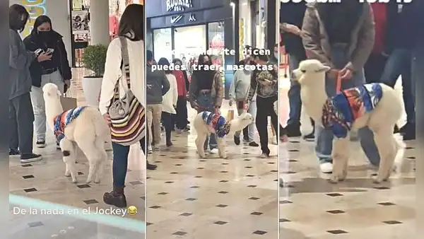 Centro comercial permite el ingreso de mascotas y joven lleva a su alpaca bebé