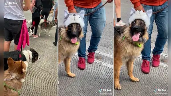 Joven trata de ‘camuflar’ a su pastor alemán en la fila de huskies con una curiosa gorra