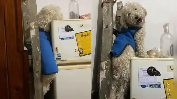 Perrito travieso sube una escalera para robar el pan que su dueña escondía en el refrigerador