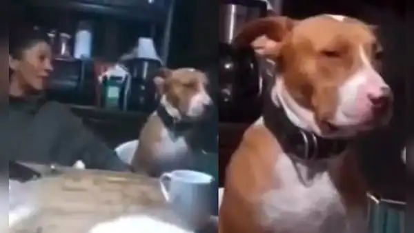 Perrito se enoja y mira con indignación a su dueña cuando lo critica frente a su familia