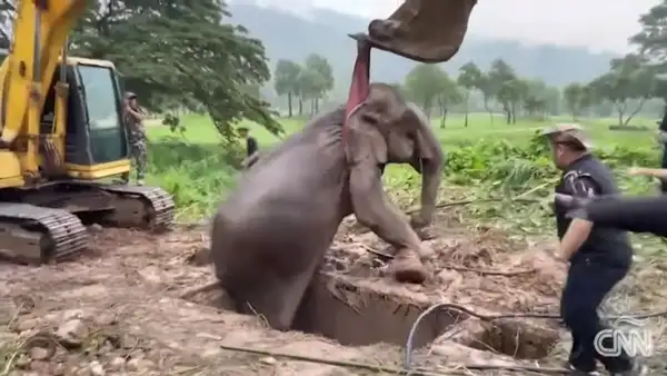 Tailandia: mira el maravilloso rescate de un elefante bebé y su mamá