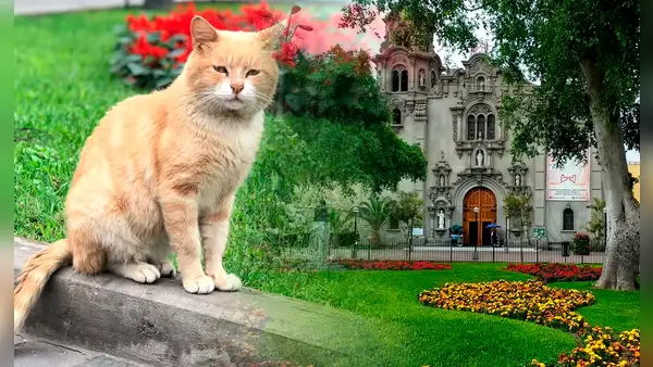 Miraflores: reportan ola de envenenamiento de gatos en parque Kennedy