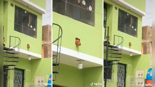 Perro aprovecha un hueco en la pared de su casa para sacar la cabeza y ver hacia la calle