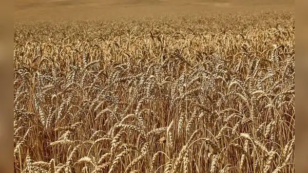 FAO mantiene previsiones de producción mundial de cereales para la temporada 2023-2024