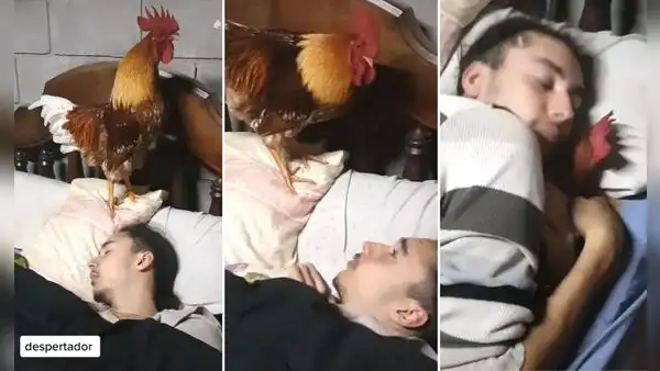 Gallo despierta a su dueño con su canto y este lo acurruca para que lo deje dormir