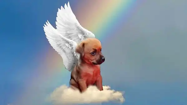 “Gracias por todo”: fallece Chupete, el perrito con hidrocefalia cuya adopción se volvió viral