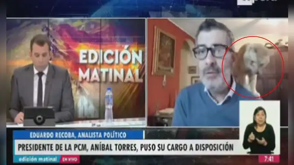 Gatito interrumpe a su dueño mientras era entrevistado en vivo y protagoniza tierna escena