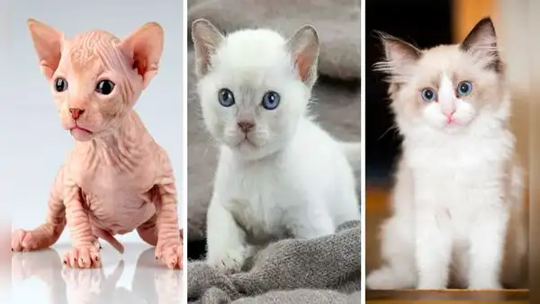 ¿Cuántas razas de gato existen y cuáles son las más cariñosas?