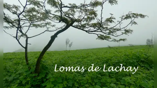 Lomas de Lachay: ¿cuánto cuesta, cómo llegar y cuál es la mejor época para visitar la reserva nacional?