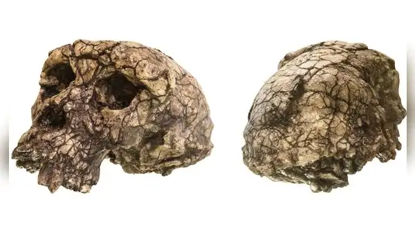 Así era Toumai, el primer homínido que habría caminado erguido hace 7 millones de años