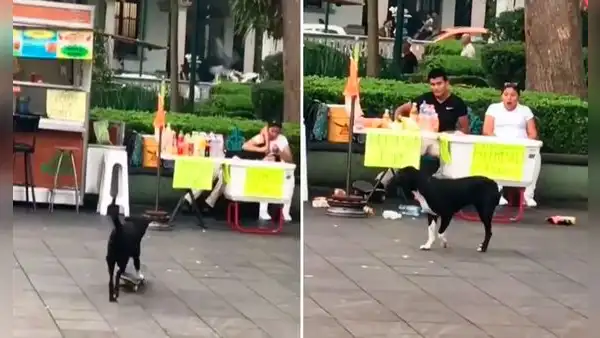 Perrito derriba puesto ambulante de bebidas al no poder parar cuando paseaba en patineta
